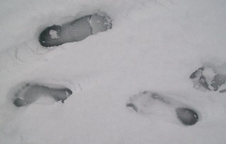 snowprints3.jpg