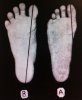 Foot Comparison.jpg