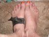 20131014_1_fall_colored_toes_foot_damage_timing-chip_holder.jpg