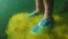 Algae MinShoes.jpg