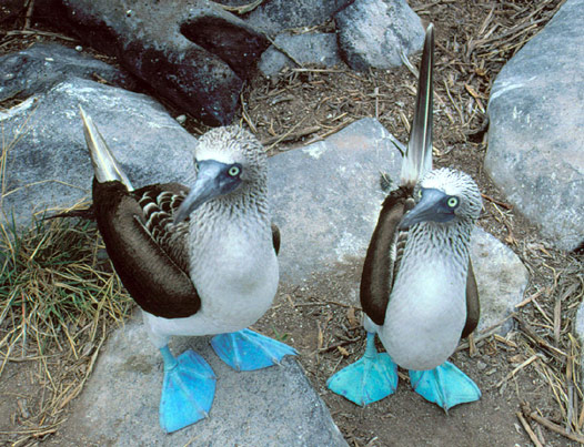 blue-footed-boobies-sula-nebouxii-excisa.jpg