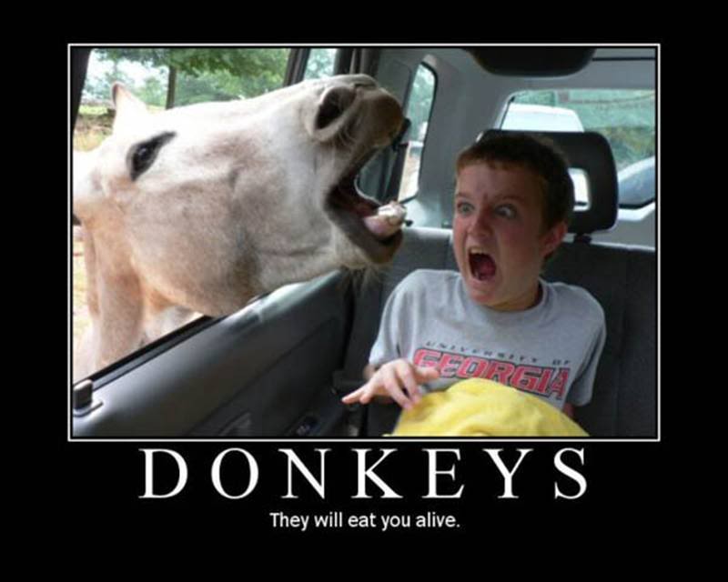 donkeys1.jpg
